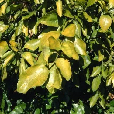 thumbnail for publication: Potassium (K) for Citrus Trees